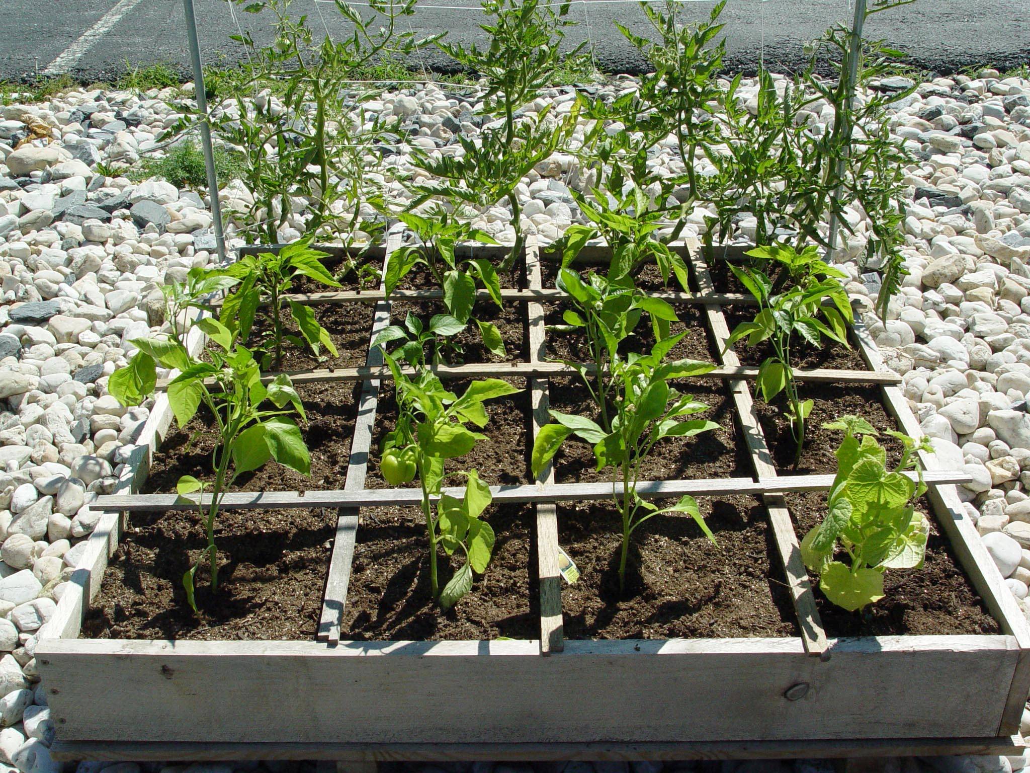 Square Foot Gardening Tomatoes