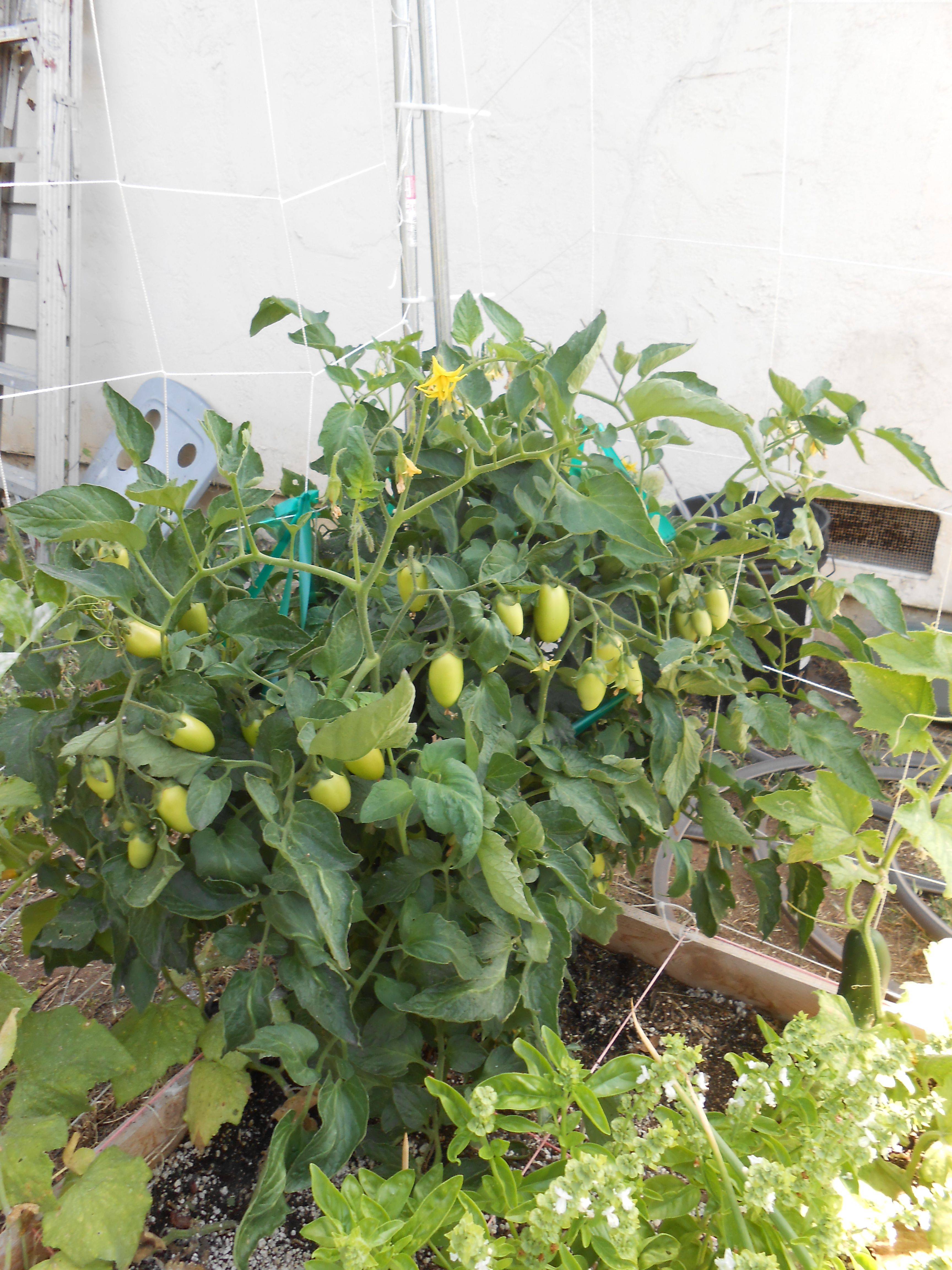 Square Foot Gardening Tomatoes
