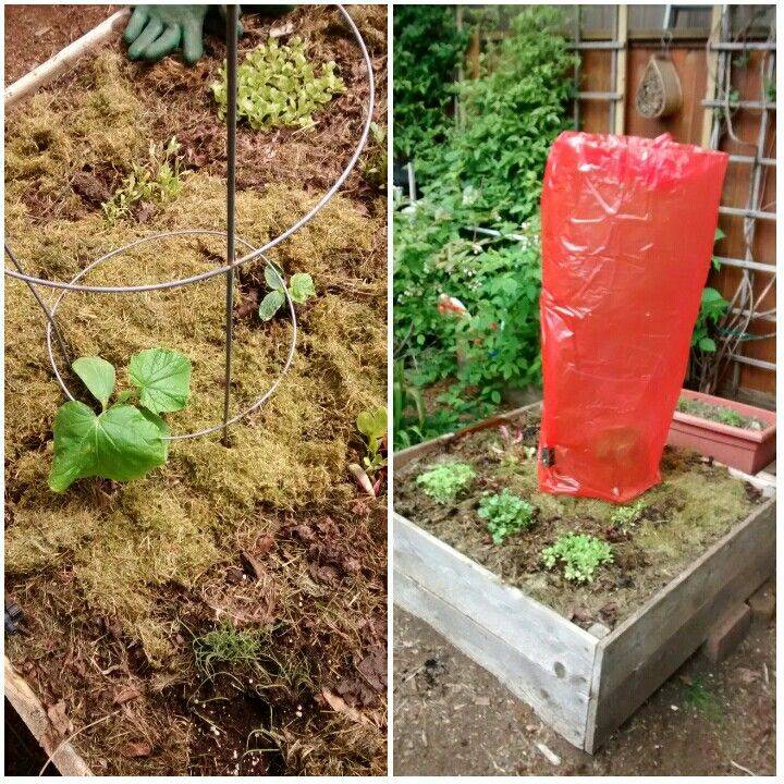 Tomato Square Foot Gardening