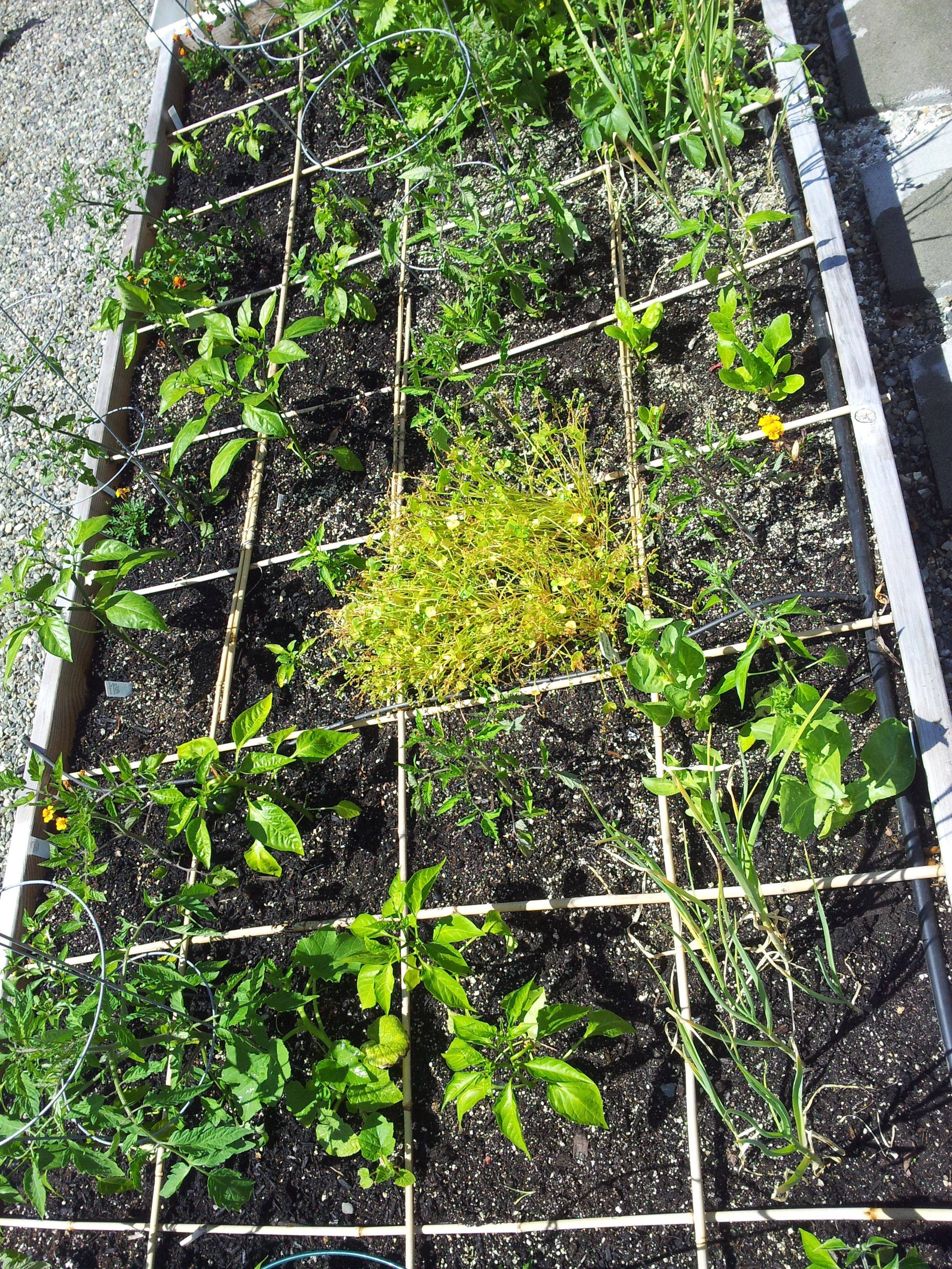 Two Cucumber Seedlings