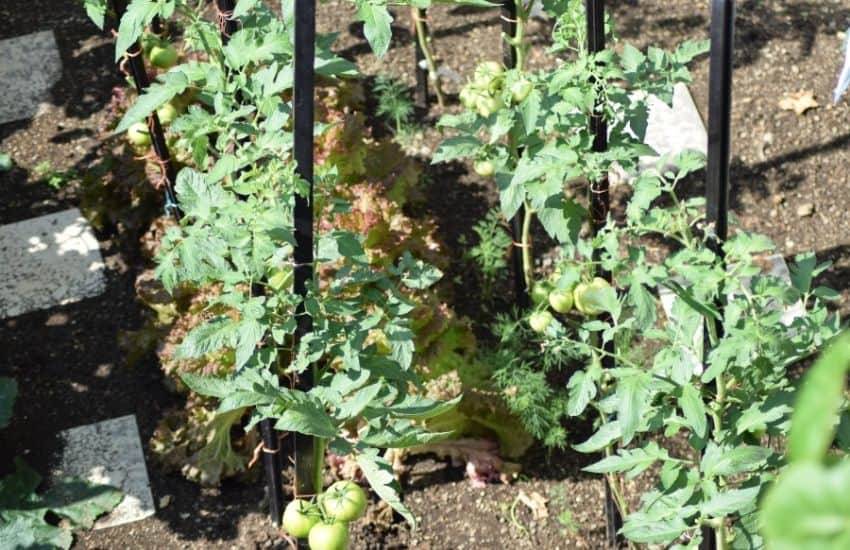 Vegetable Garden