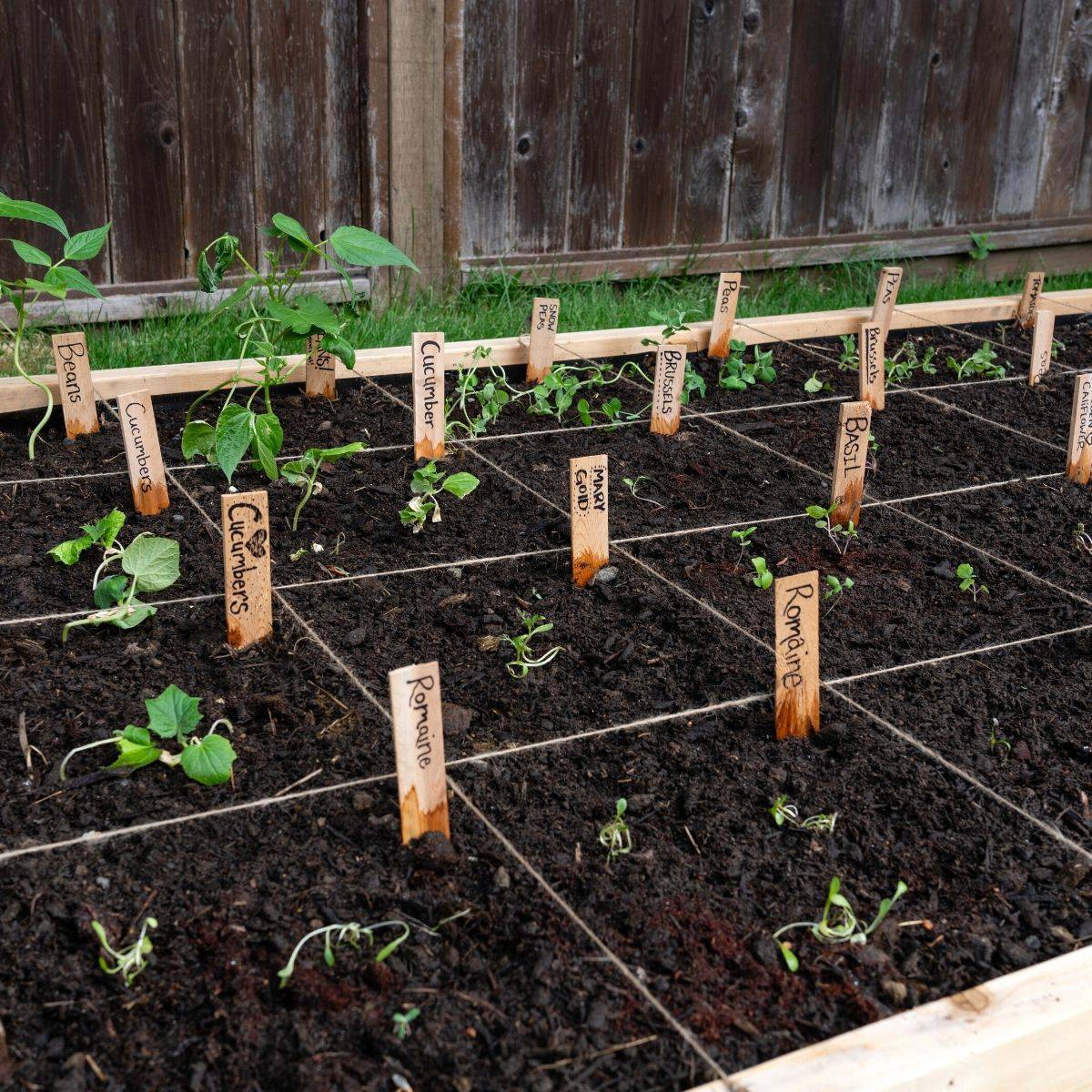 Cool Square Foot Gardening