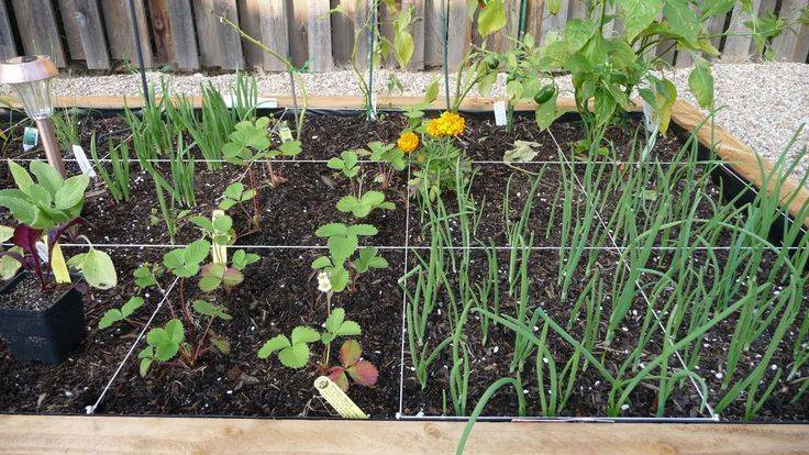 Beds And Aisles In Square Foot Gardening