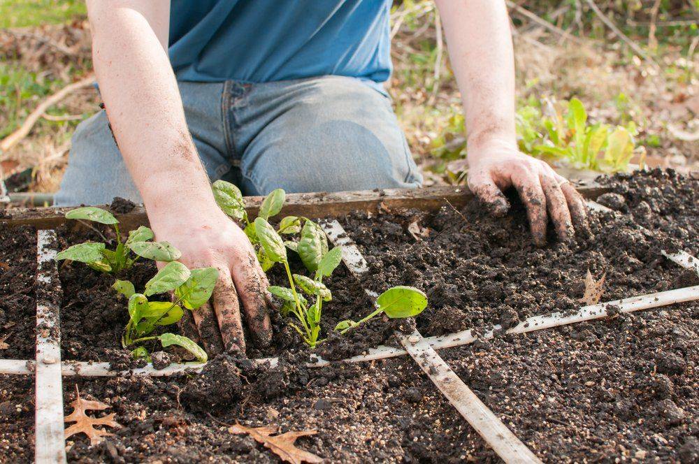 Beds And Aisles In Square Foot Gardening