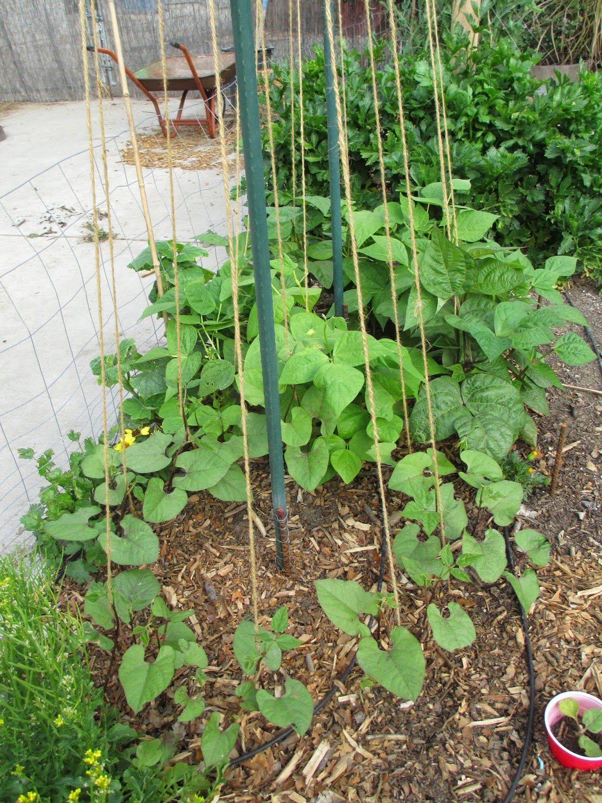 Square Foot Gardening