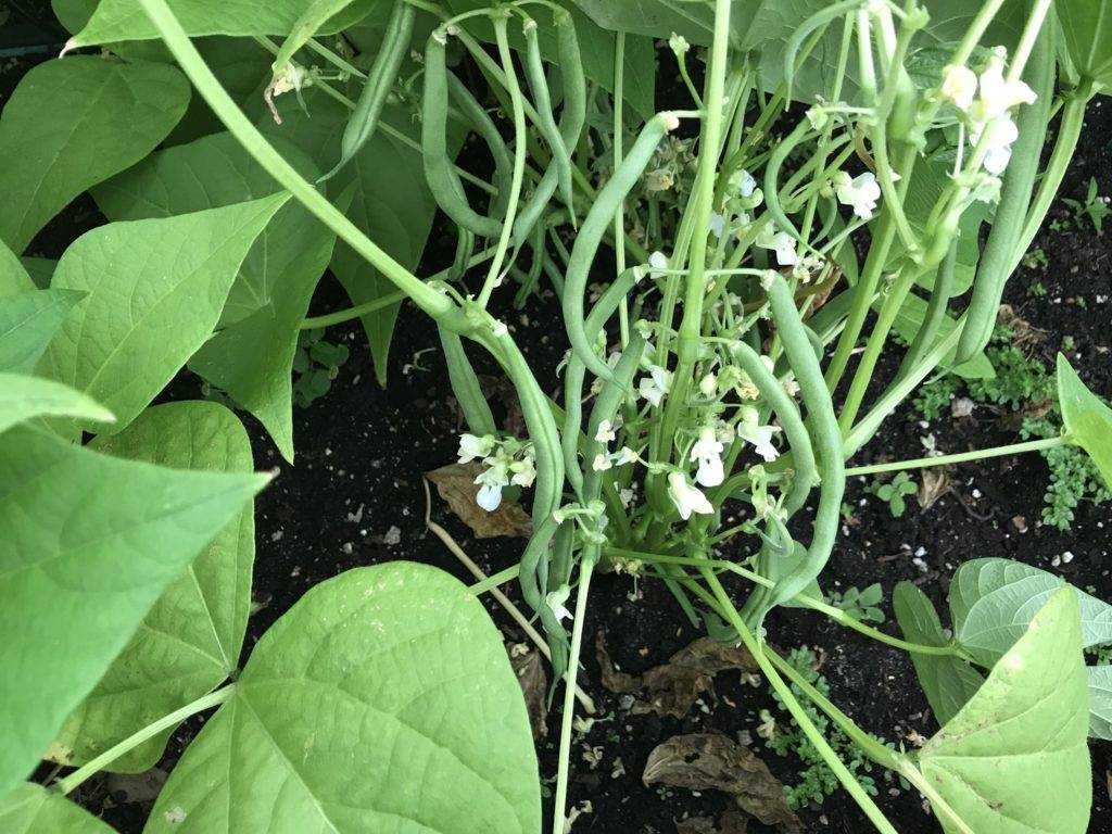 Green Bean Teepee Bean Garden