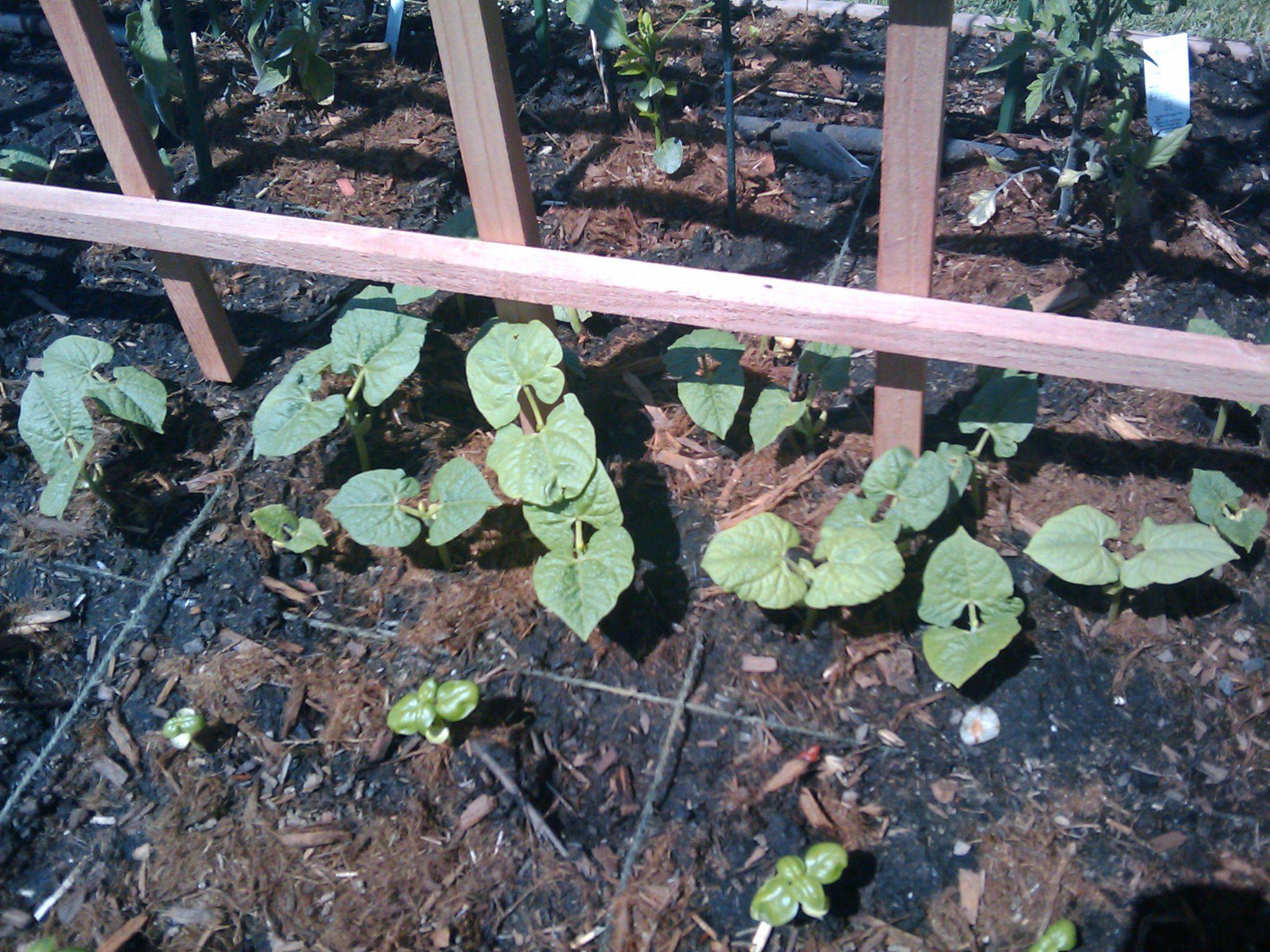 Square Foot Garden Pole Bean Trellis