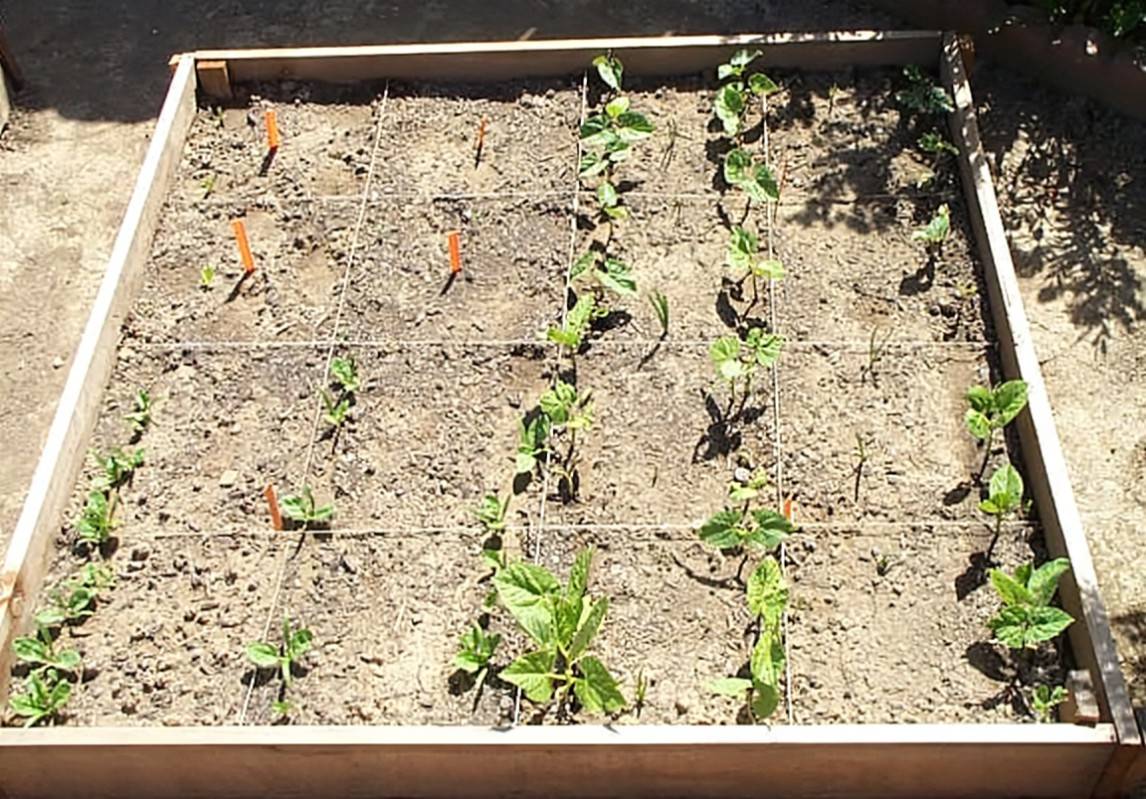 Square Foot Gardening Corn Beans