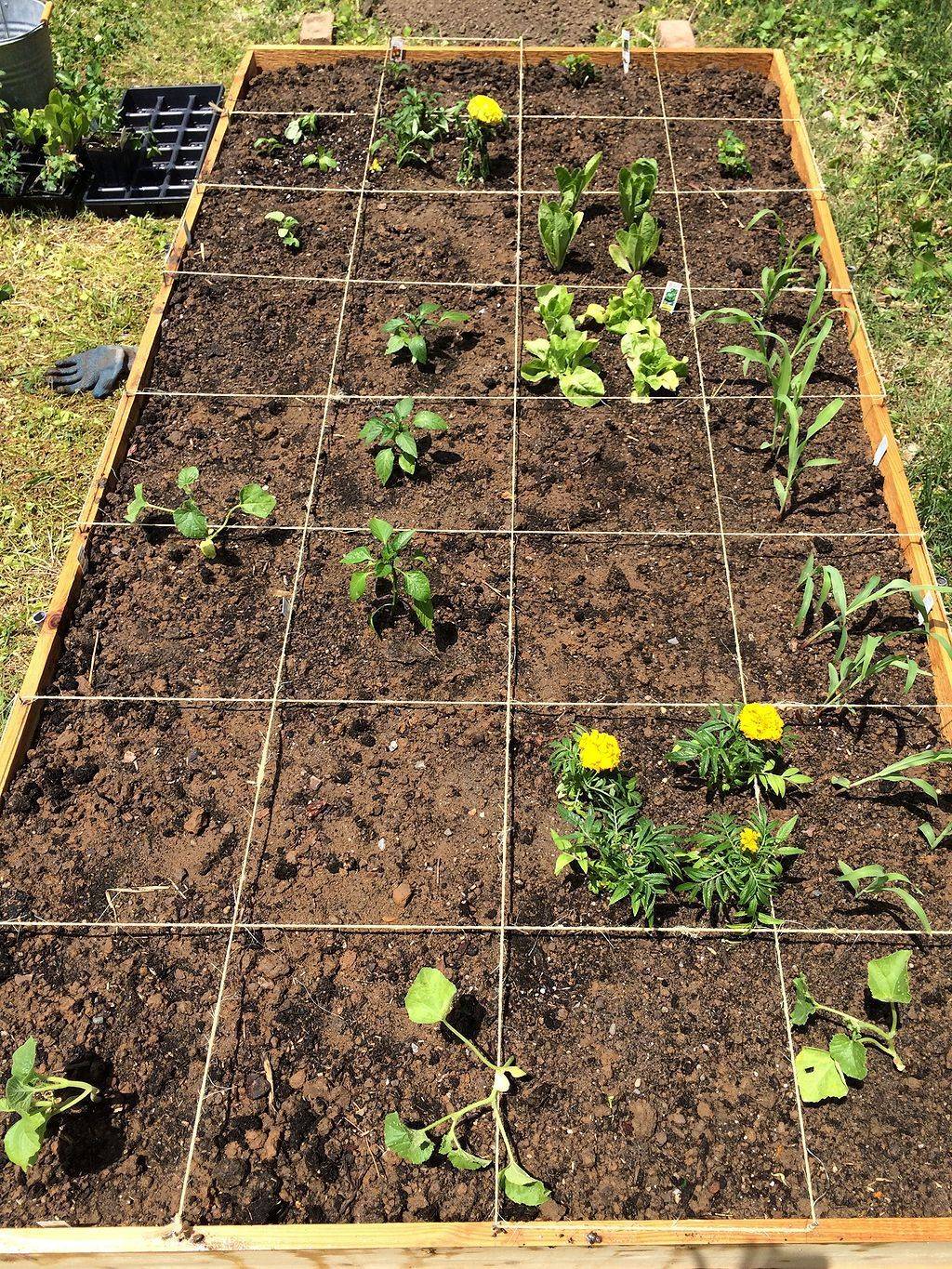 Square Foot Gardening Pole Beans