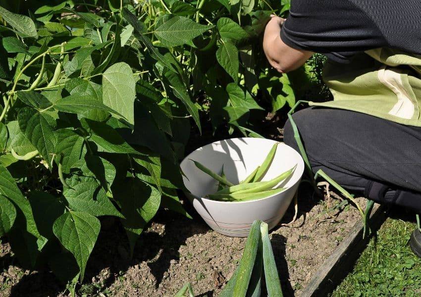 Square Foot Gardening Pole Beans