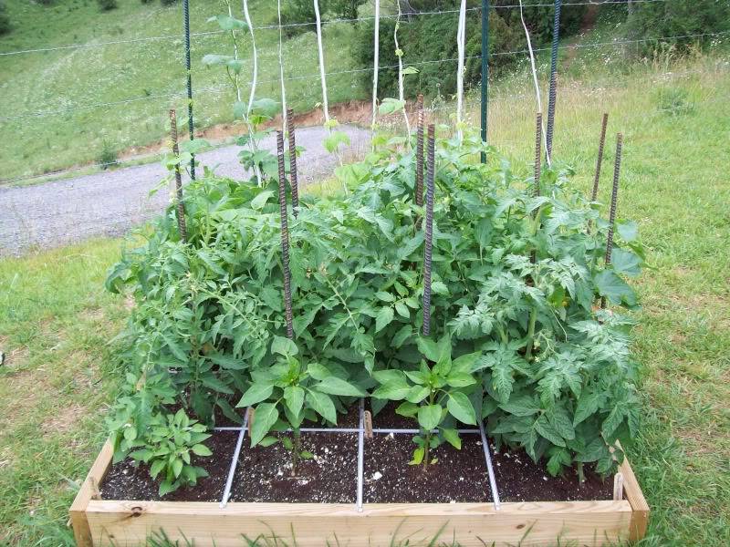 Square Foot Gardening Pole Beans