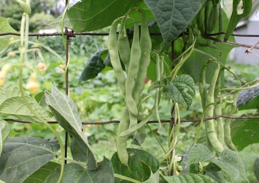 Square Foot Gardening Pole Beans