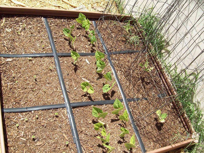 Square Foot Gardening Pole Beans