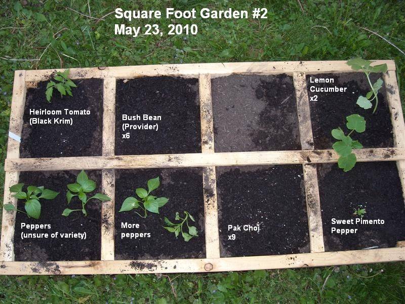 Square Foot Gardening Pole Beans