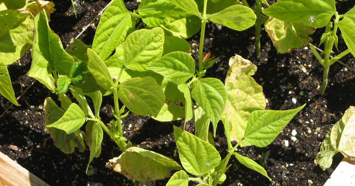 Square Foot Gardening Pole Beans