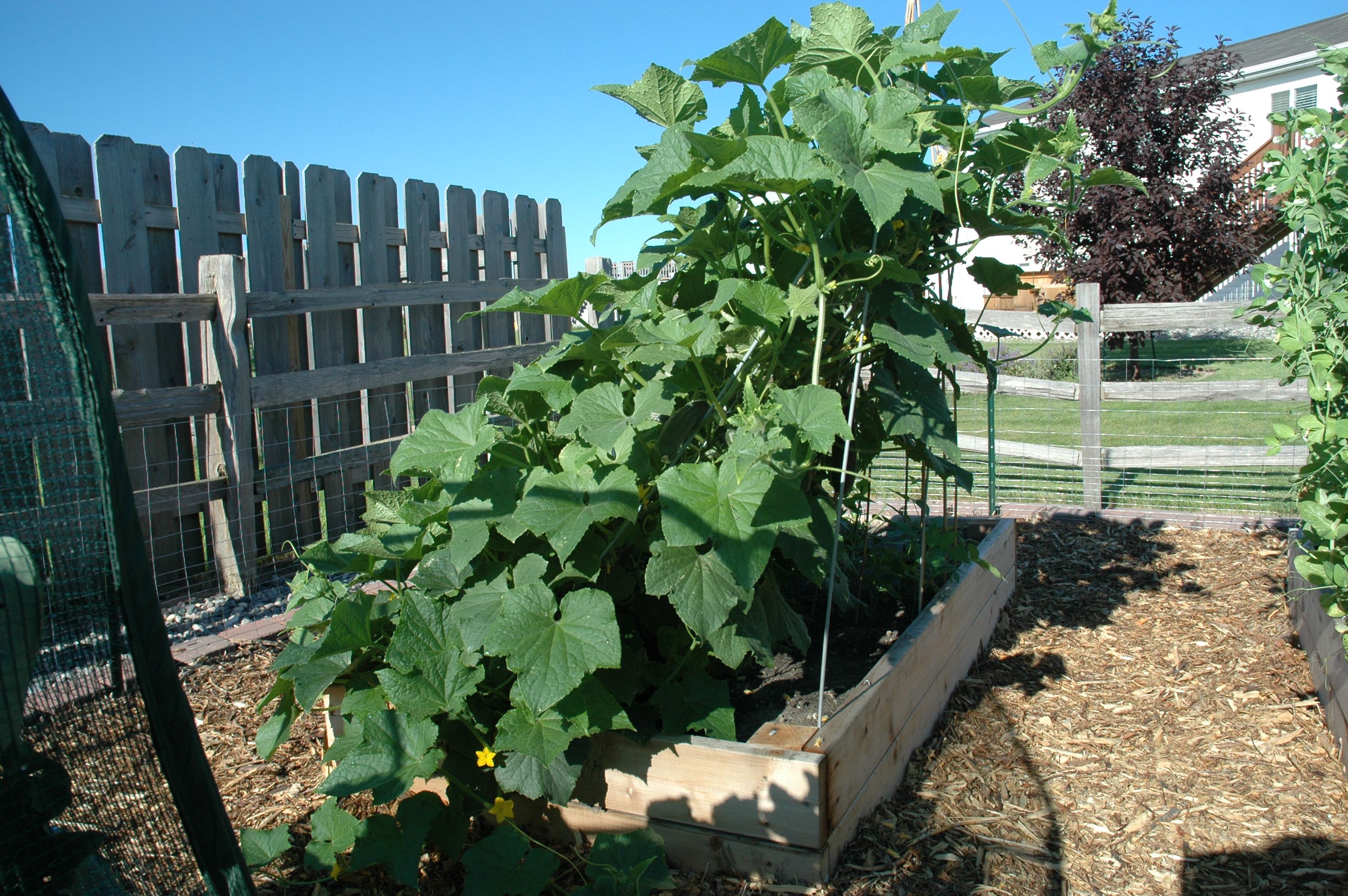 Square Foot Gardening