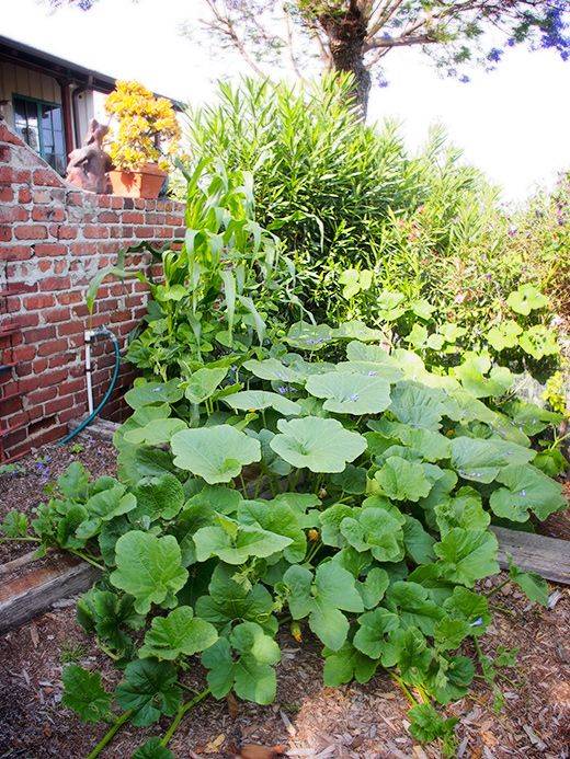 Gardening Zones Gingham