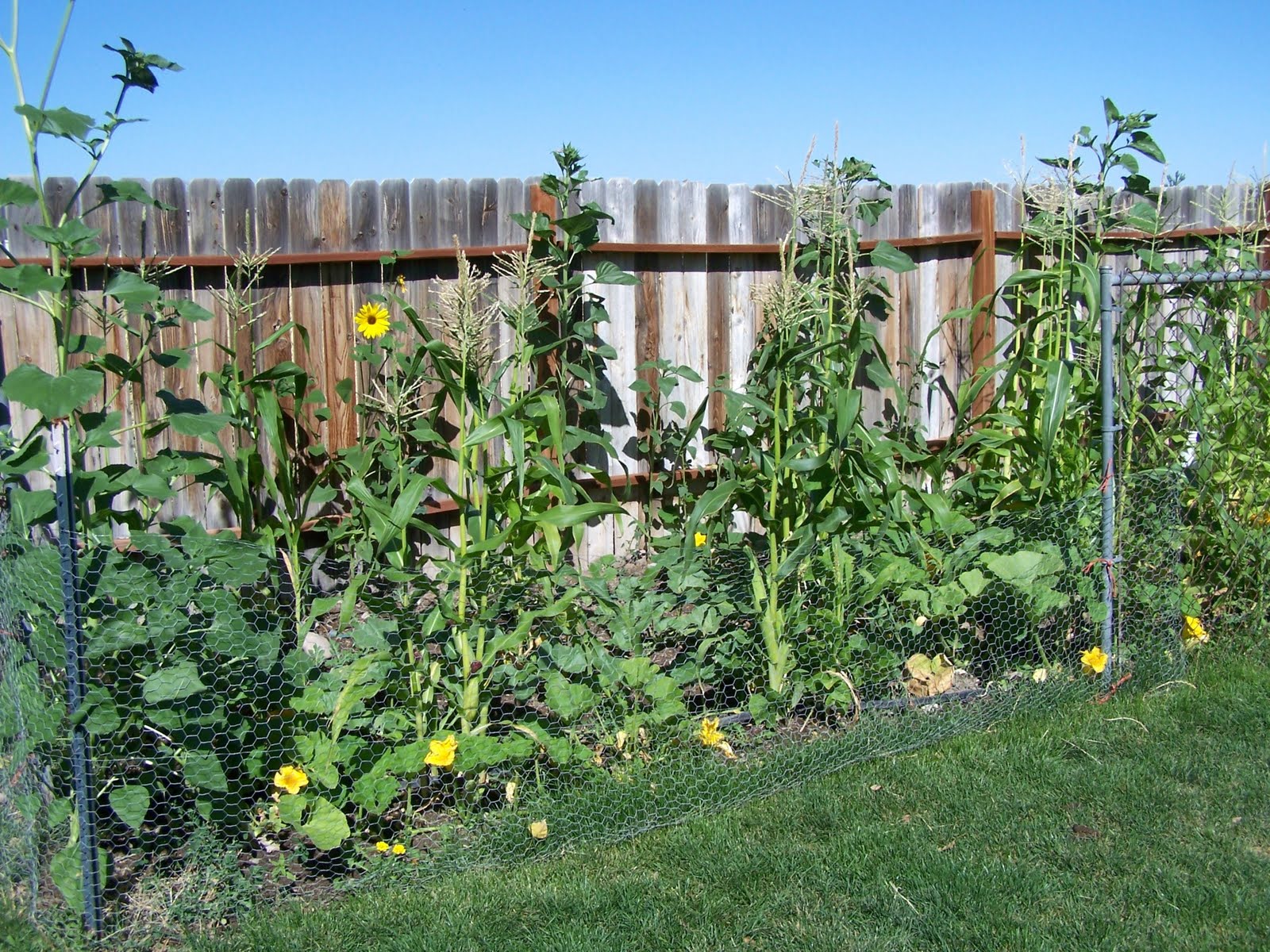 Gardening Zones Gingham