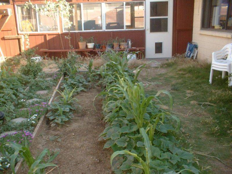 How To Plant A Three Sisters Garden Vegetable Garden Design Garden