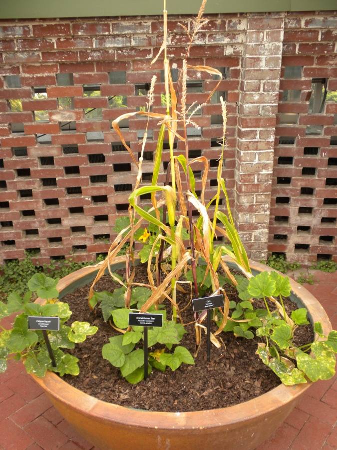 How To Plant A Three Sisters Garden Vegetable Garden Design Garden
