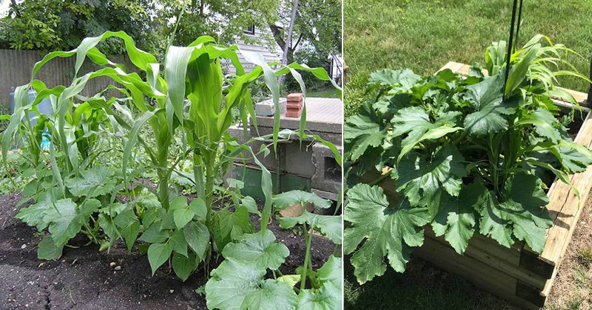 How To Plant A Three Sisters Garden Vegetable Garden Raised Beds