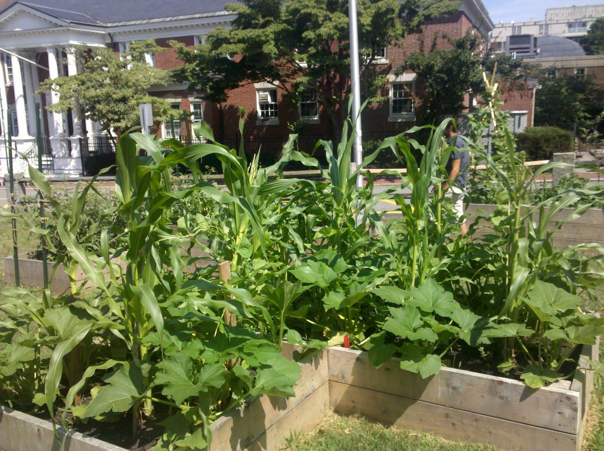 A Three Sisters Garden Inner Child Fun
