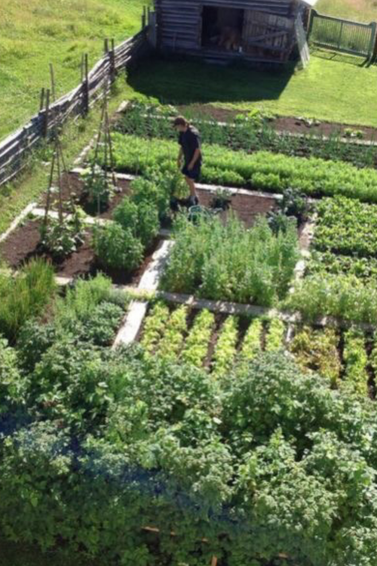 Vegetable Garden