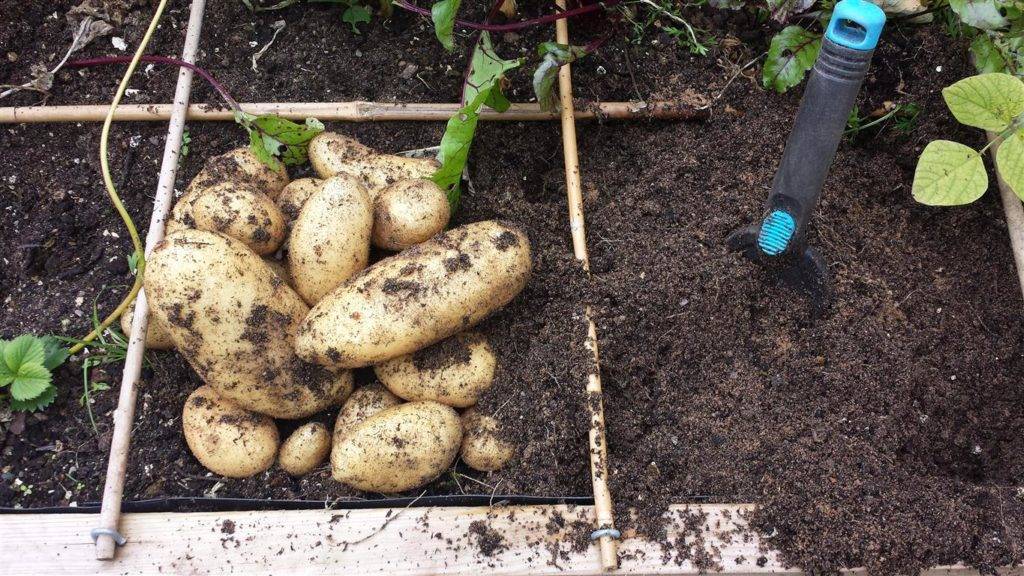 A Square Foot Garden Part