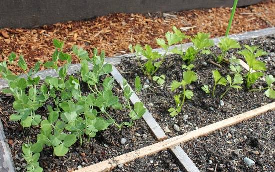 A Square Foot Garden Part