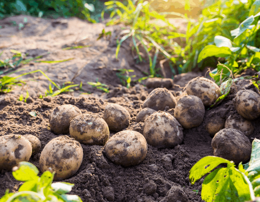Square Foot Gardening Potatoes Gardening Tips