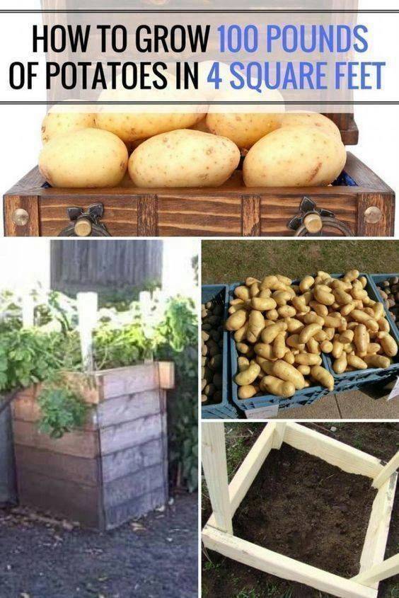 A Square Foot Gardening Blog