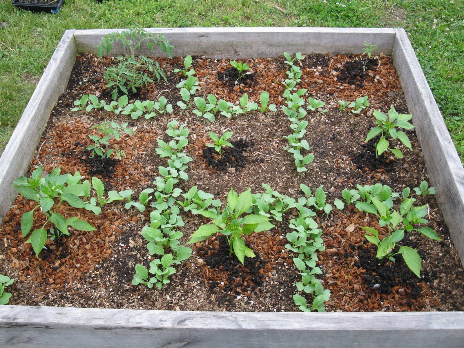 Square Foot Gardening