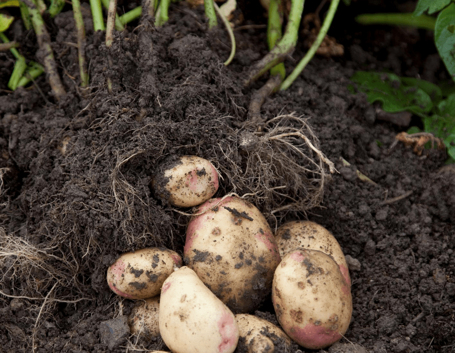 Square Foot Gardening