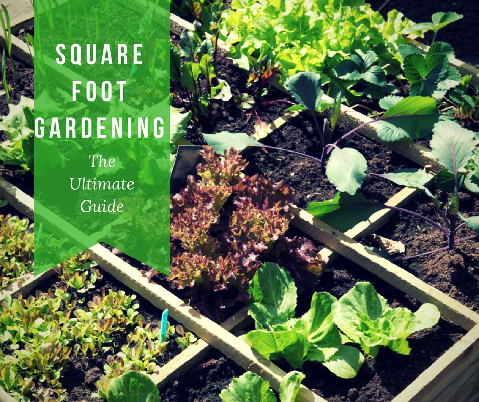 Easy Steps To Square Foot Garden Success
