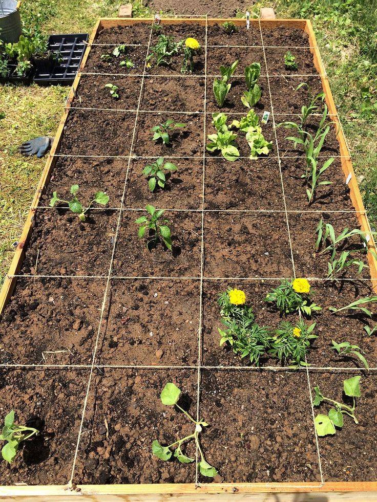 Square Foot Garden Layout Ideas