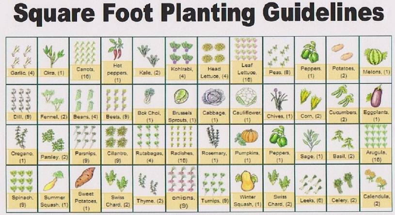 Plant Spacing Guidelines Raised Garden Beds Square