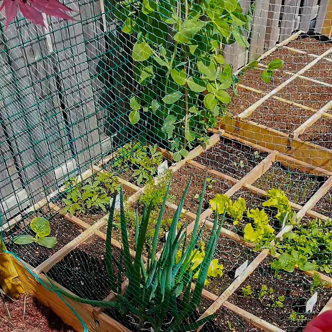 Square Foot Gardening Planning