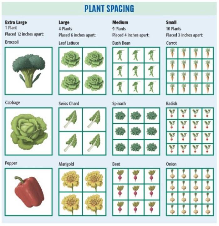 Square Foot Gardening Spacing Arugula Garden