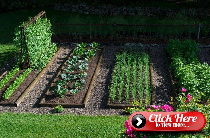 A Backyard Vegetable Garden