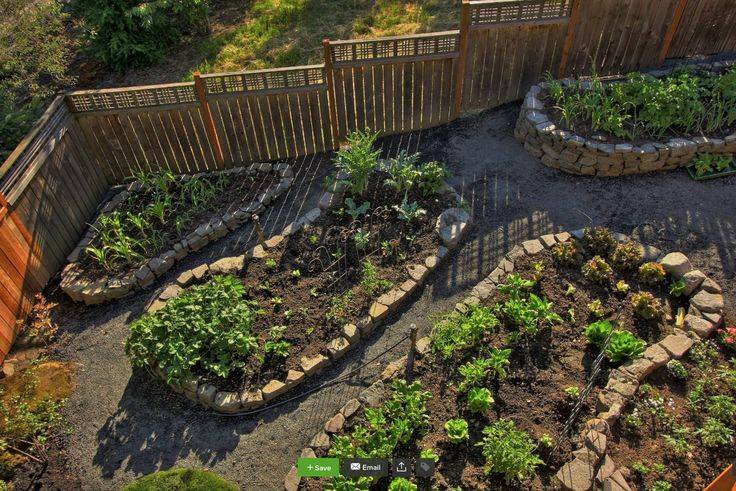 Vegetable Garden Layout