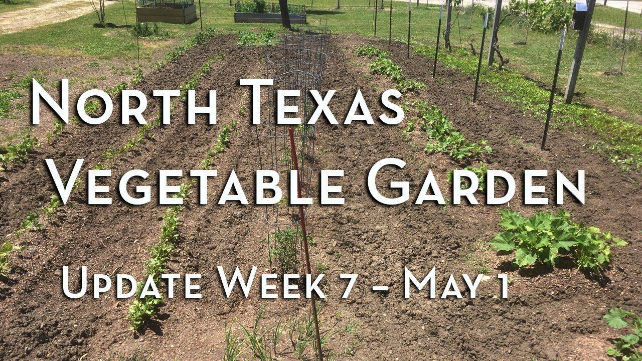 A Familyfriendly Texas Ranch Backyard Vegetable Gardens