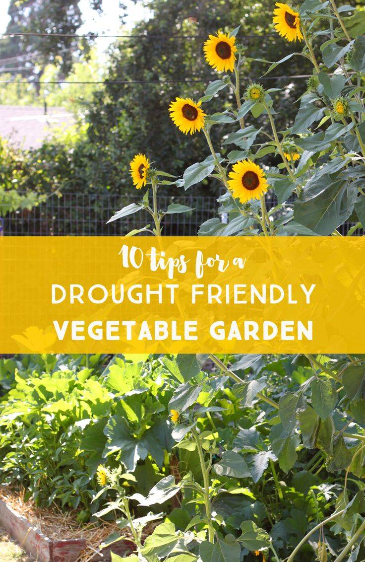 Cinder Block Vegetable Garden