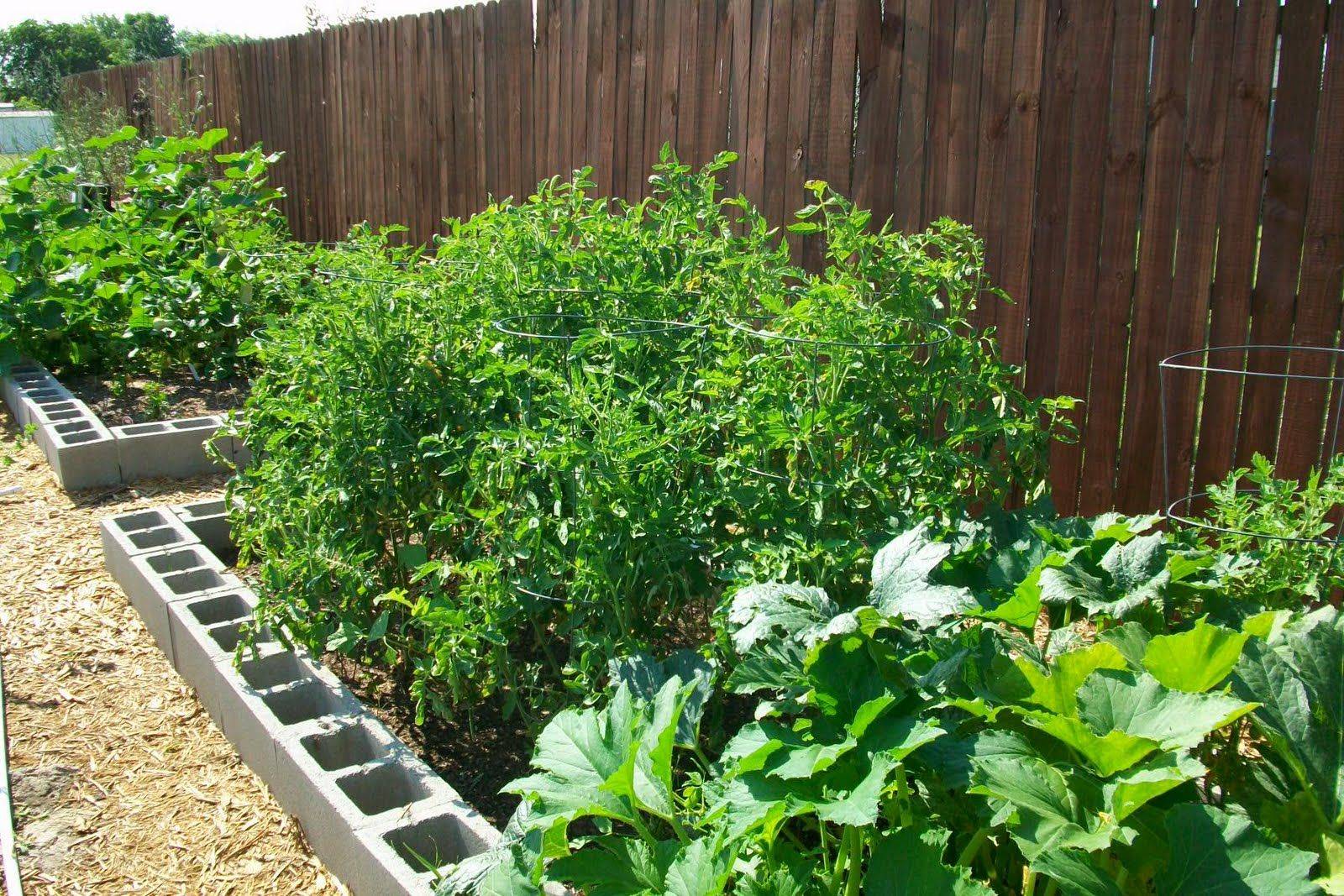 North Texas Vegetable Garden Update Week