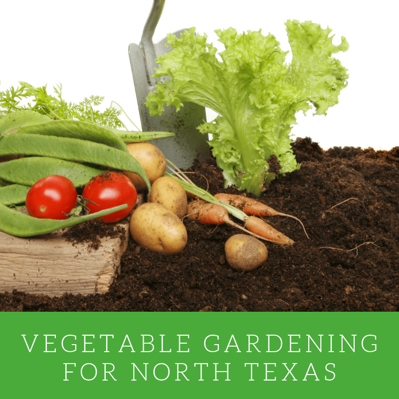 Raised Bed Kitchen Gardens Fit