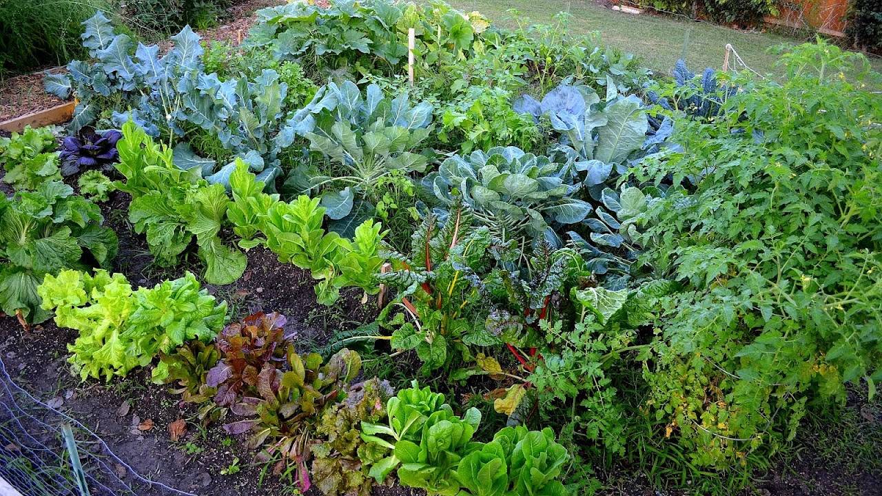 Native Texas Plant Design Plant Design