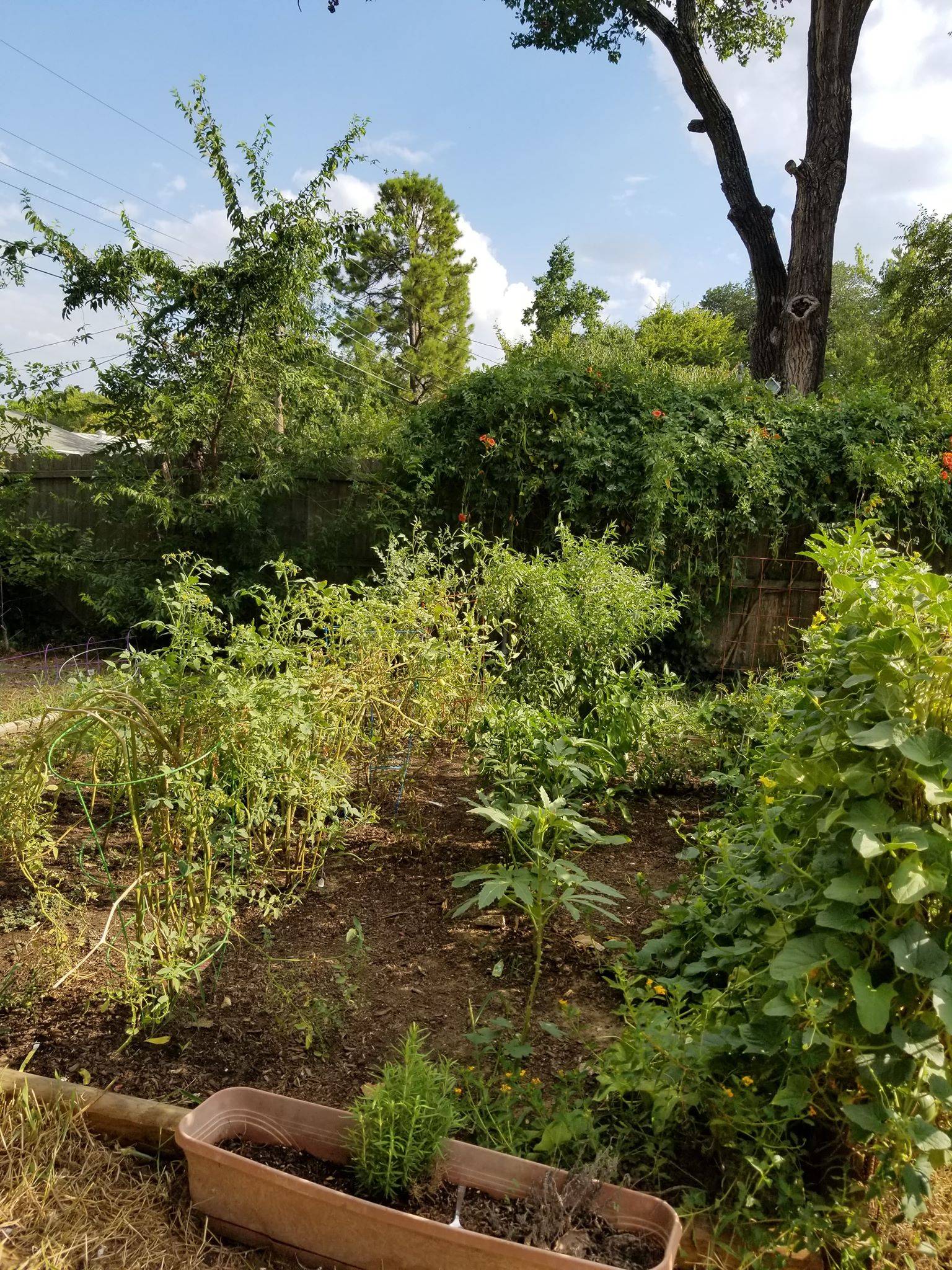 Hunker Vegetable Garden Layout