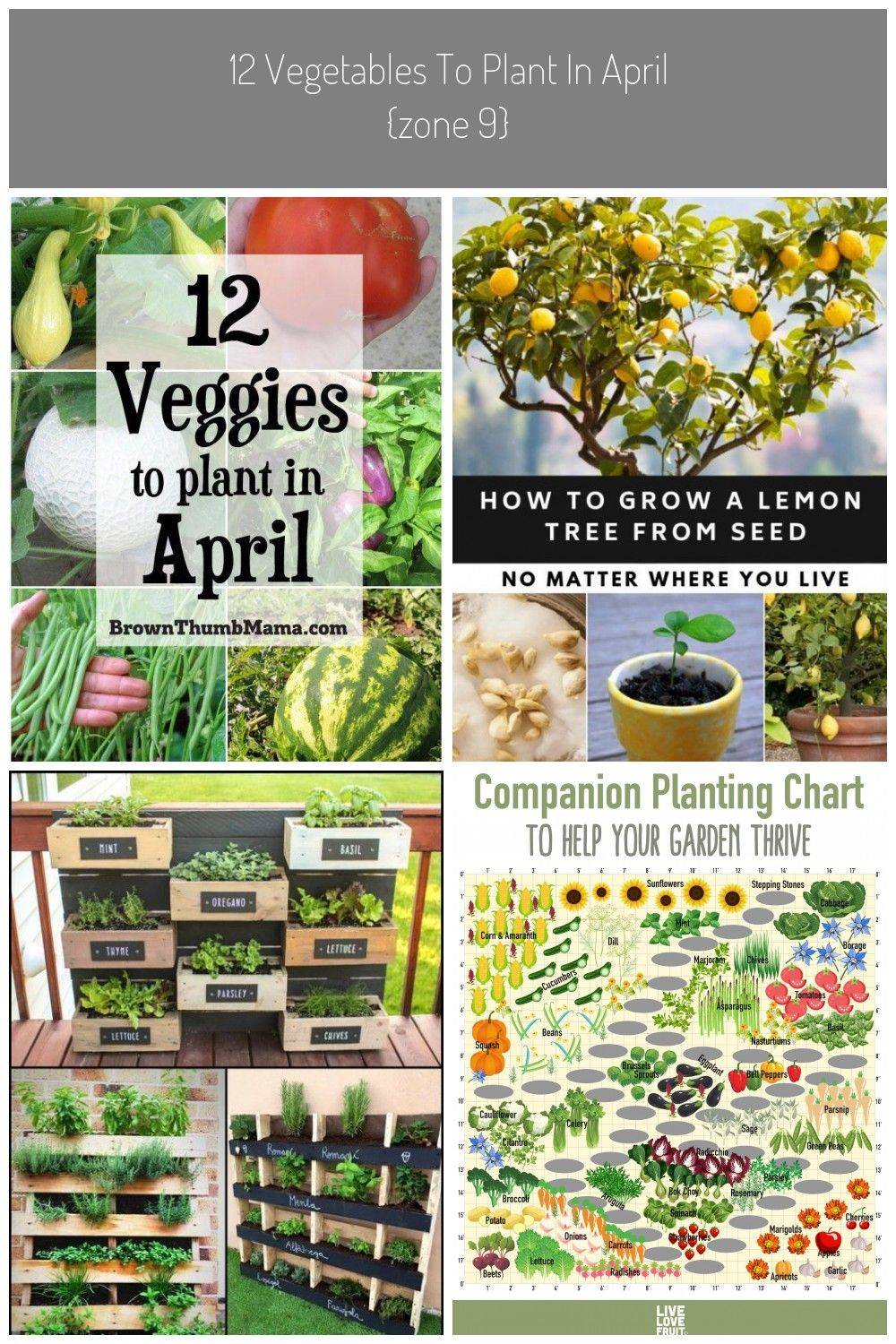 20 Zone 9 Vegetable Garden Layout Ideas Worth a Look SharonSable