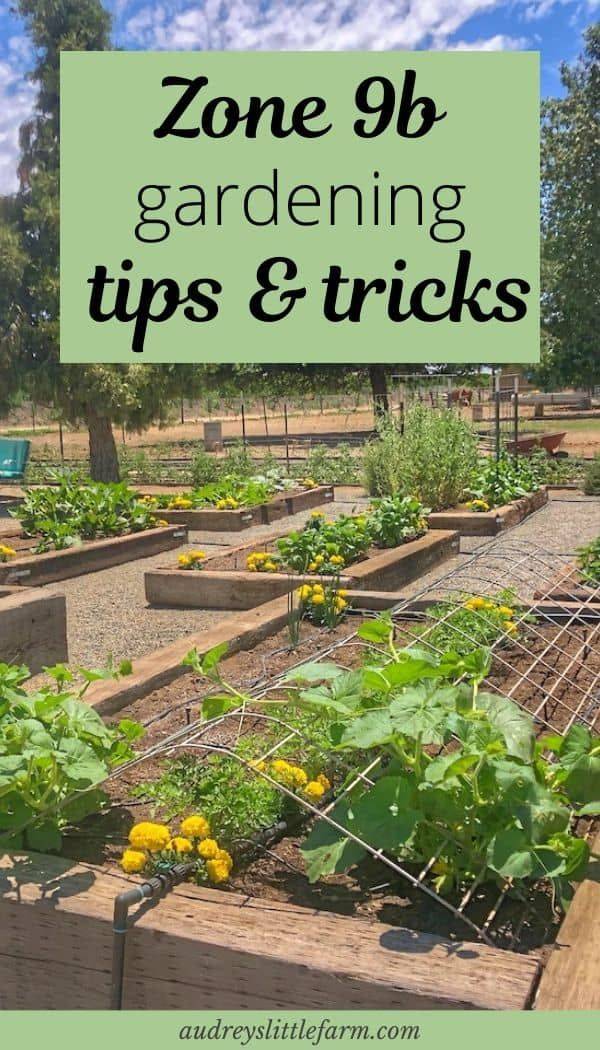 20-zone-9-vegetable-garden-layout-ideas-worth-a-look-sharonsable