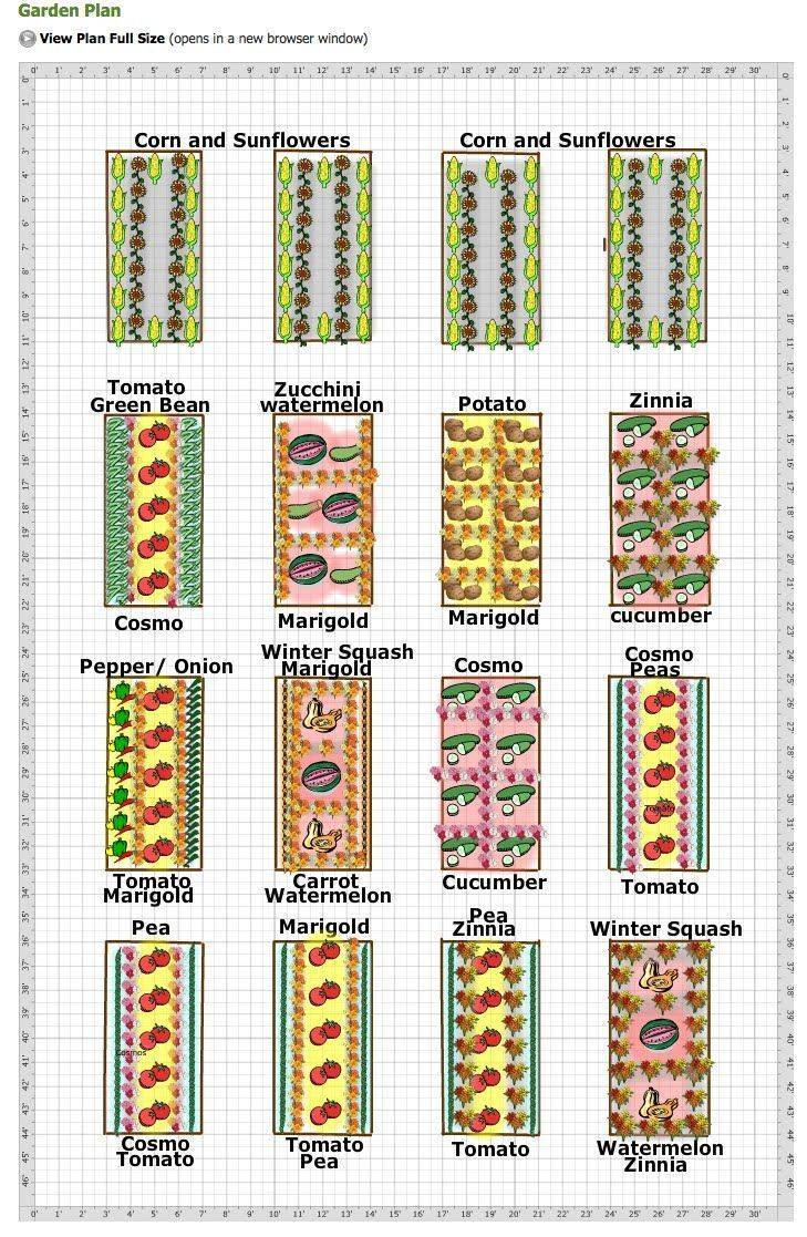 Growing Vegetables