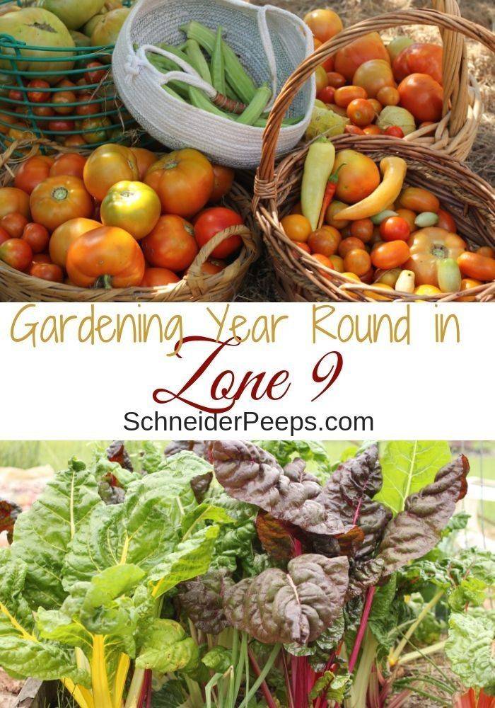 Vegetable Garden Planning